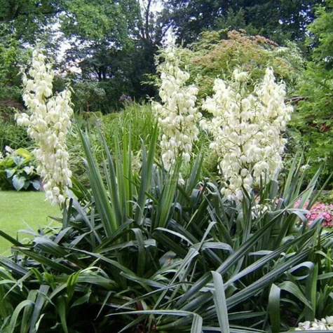 Yucca Filamentosa Juka Karolińska (C2)