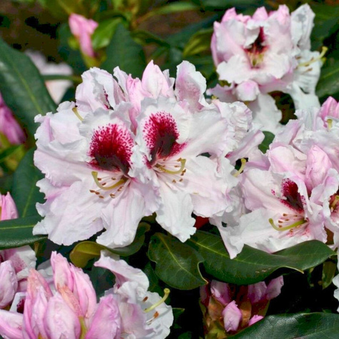 Rododendron Calsap (C2)