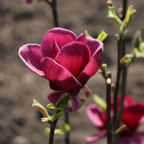 Magnolia Mighty Mouse