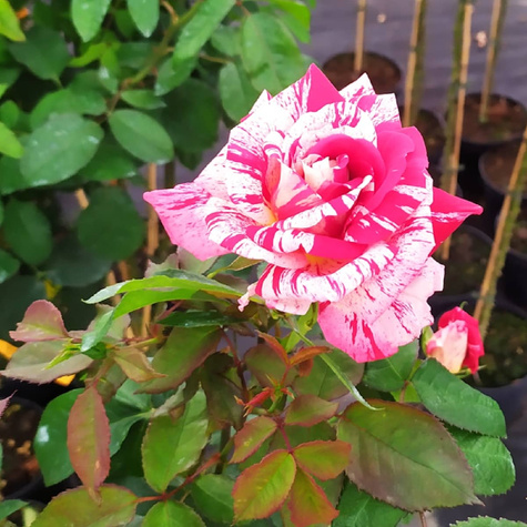 Róża szczepiona na pniu dwubarwna biało-różowa