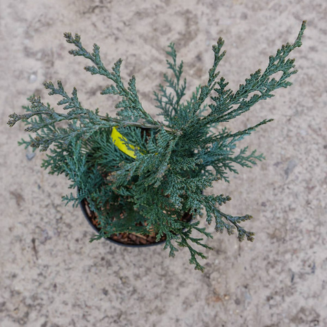 Cyprysik lawsona Van Pets Blue (C2)