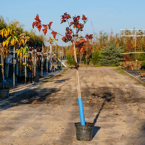 Pęcherznica kalinolistna Diabolo FA (C5)