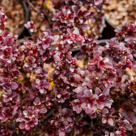 Berberys Thunberga Concorde (C2)