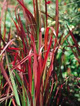 Panicum virgatum 'Rehbraun'