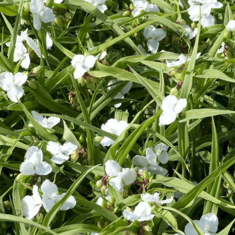 Trzykrotka wirginijska Innocence (C2)