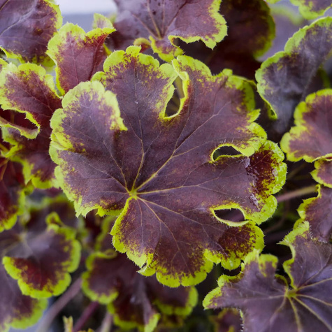 Żuraweczka Solar Eclipse (C2)