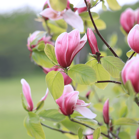 Magnolia Cameo (C2)