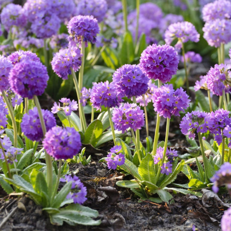 Pierwiosnek ząbkowany Prom Lilac (C2)