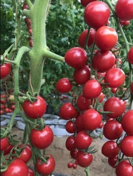 Pomidor gruntowy wysoki Malinowy Kapturek koktajlowy 0,2g