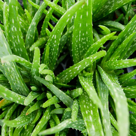 Aloes
