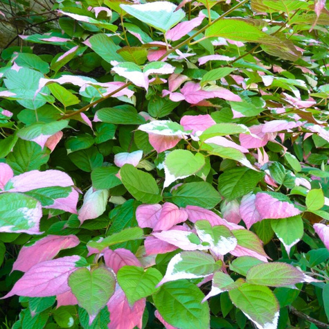 MINI KIWI Aktinidia pstrolistna Adam męska (C2)