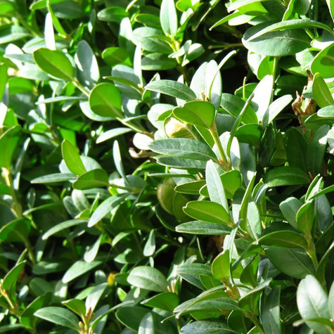 Bukszpan wieczniezielony DUŻA KULA