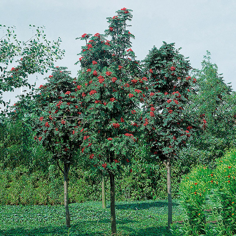 Jarząb kolumnowy H-200/300cm