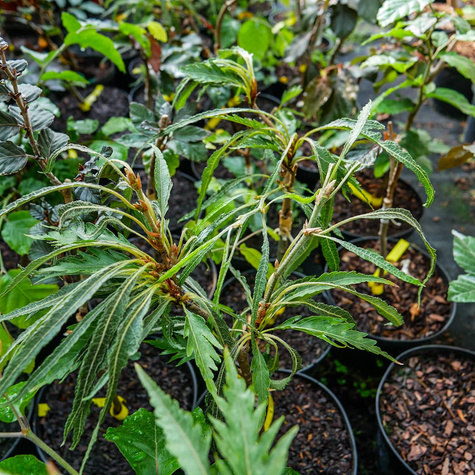 Buk zwyczajny Incisa