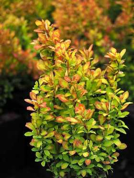 Berberys thunberga Summer Sunset (P9)
