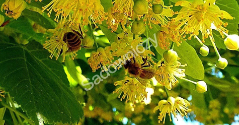 Lipa drobnolistna obw. 8-10cm