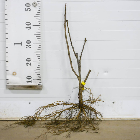 Porzeczka czerwona Rovada Plant Pack