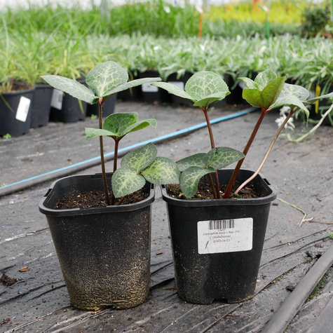 Ciemiernik Anna's Red (C2)