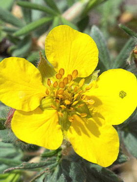 Pięciornik krzewiasty Farrerii