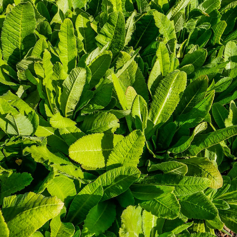 Pierwiosnek ząbkowany Prom White (C2)