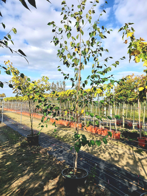 Brzoza pożyteczna Okazy Doorenbos (8-12cm)