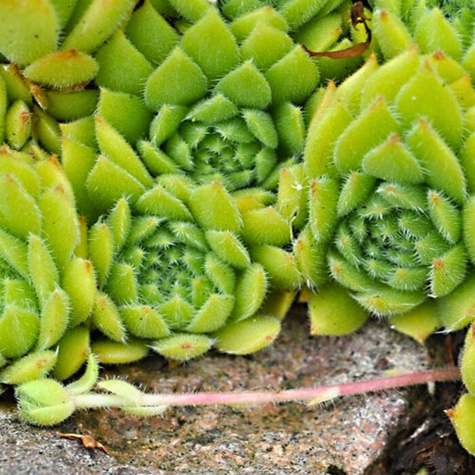 Rojnik ogrodowy Ruthanicum