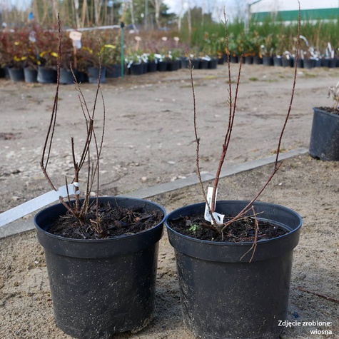 Tamaryszek drobnokwiatowy (C2)