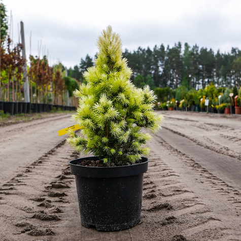 Świerk biały Maingold