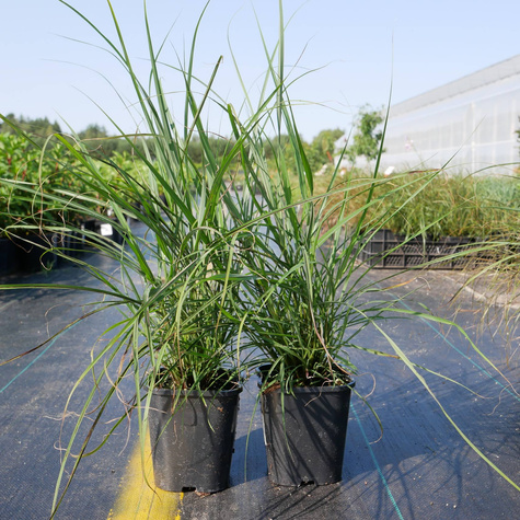 Miskant chiński Ibiza (C2)