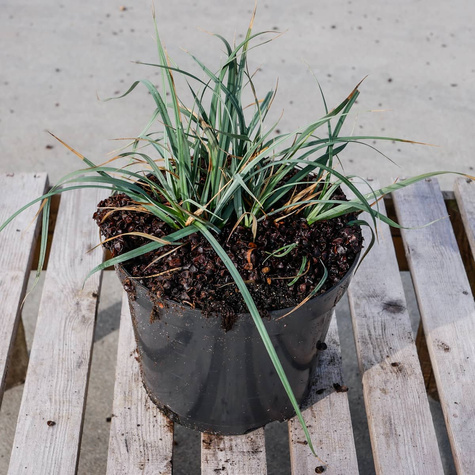 Turzyca prosowata Pamira