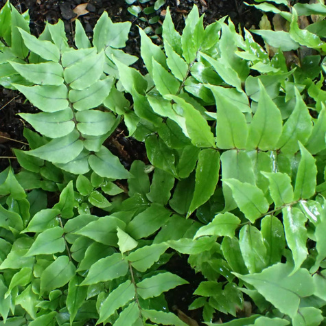 Paprotnik Paproć Fortune'a Clivicola (C2)