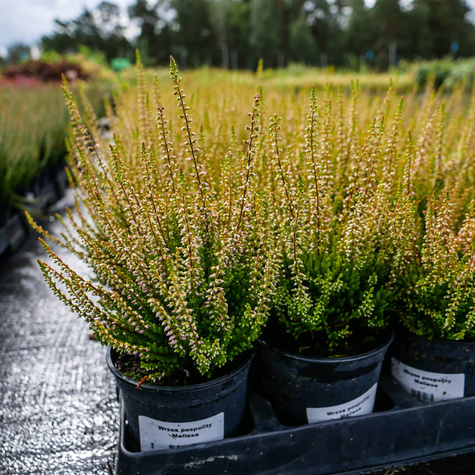 Wrzos pospolity Melissa różowy pączkowy