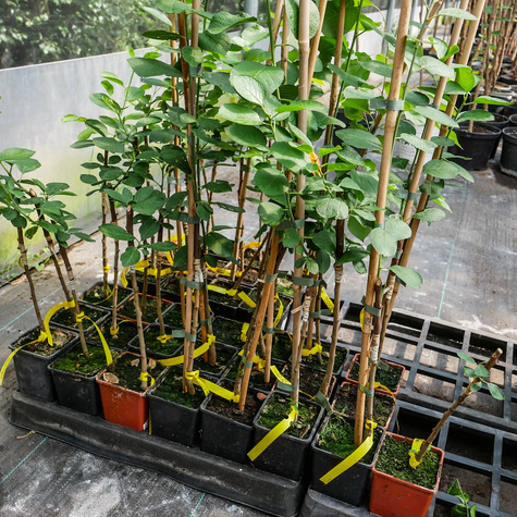 Śliwa President w doniczce (C2)