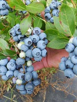Borówka amerykańska BLUEGOLD średniopóźna (C5)