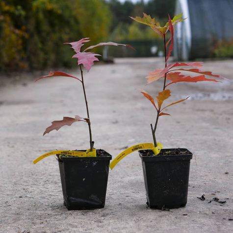 Dąb błotny Najszybciej rosnący (C2)