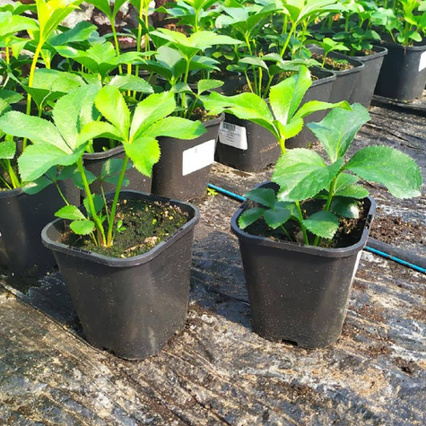 Ciemiernik wschodni Double Ellen Red (C2)