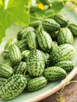 Ogórek meksykański OGÓREK MEKSYKAŃSKI