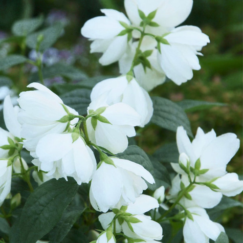 Jaśminowiec Little White Love (C2)