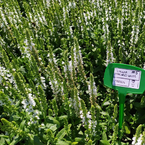 Szałwia omszona Synchro White (C2)