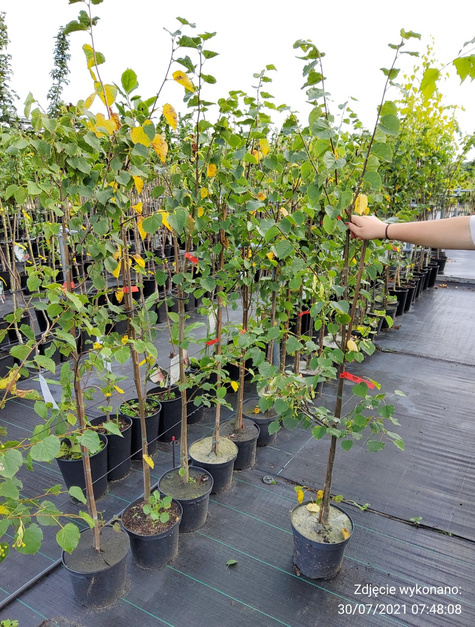 Lipa drobnolistna Erecta