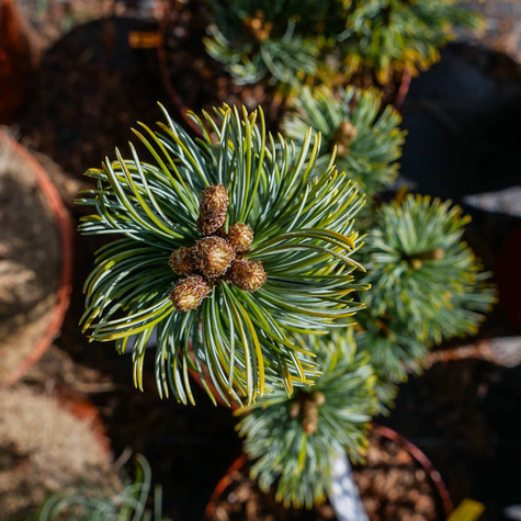 Sosna drobnokwiatowa Shizukagoten