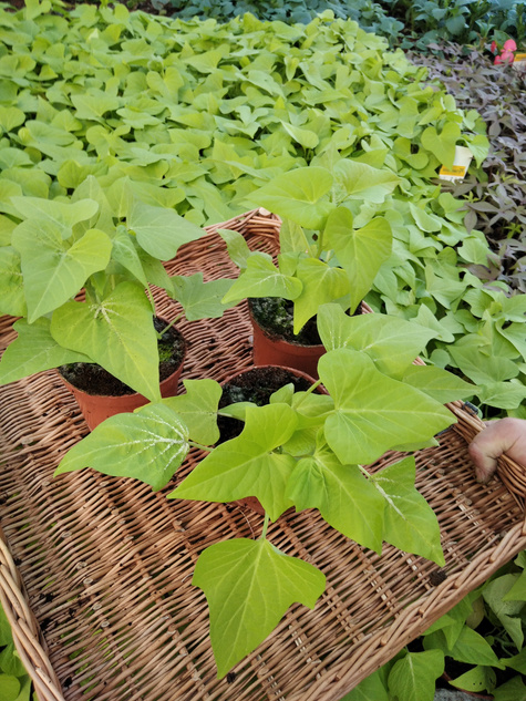 Wilec Impomea limonkowa Pnącze Wilec ziemniaczany Słodki ziemniak Ipomea