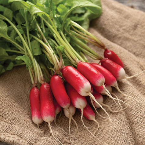 Nasiona otoczkowane Rzodkiewka Opolanka 300 ziaren