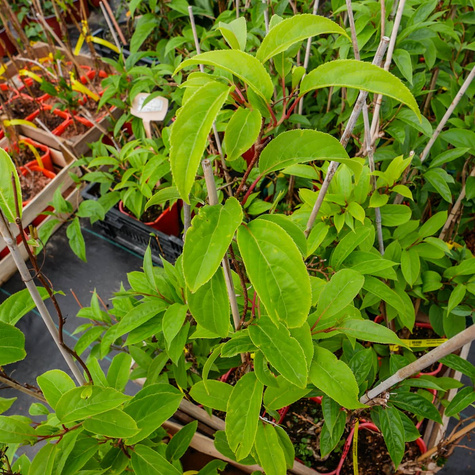 MINI KIWI Aktinidia ostrolistna Purpurna Sadowa żeńska