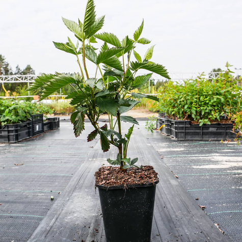 Jeżyna wielkoowocowa bezkolcowa Black Satin (C2)