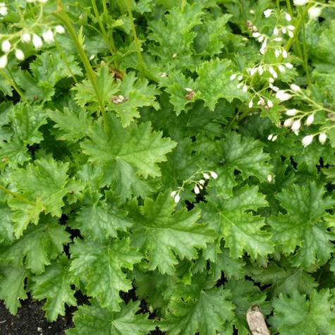 Żurawka ogrodowa Apple Crips (C2)