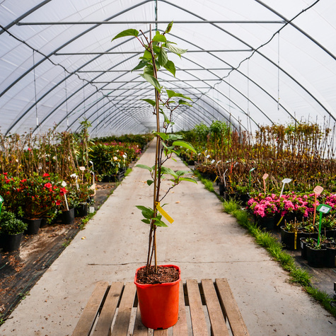MINI KIWI Aktinidia ostrolistna Weiki żeńska