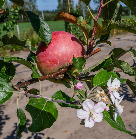 Jabłoń Jeronimo Red Delicious Plant Pack