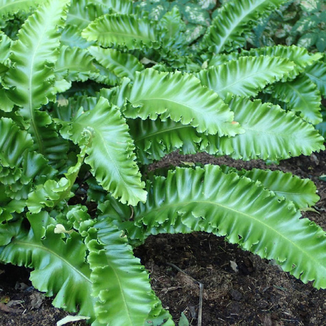 Języcznik zwyczajny