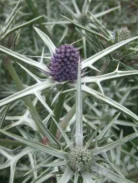 Mikołajek różnobarwny (C2)